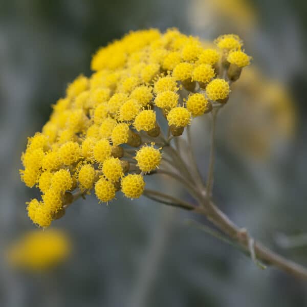 Helichrysum Italicum Æterisk Olie - Image 2