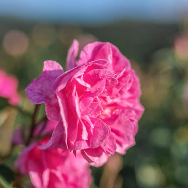 Rose Absolute Æterisk Olie - Image 2