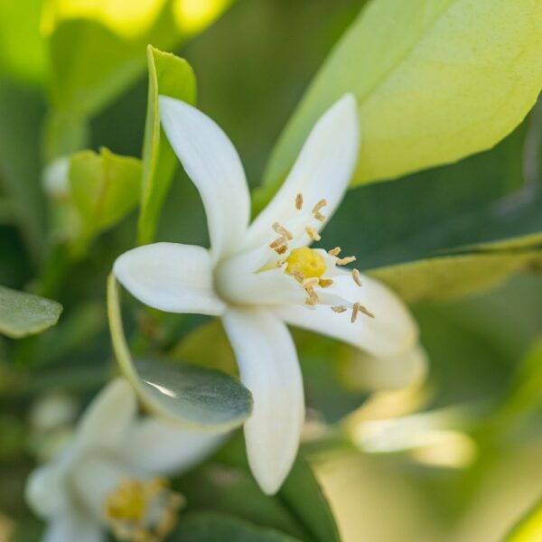 Neroli økologisk æterisk olie - Image 2