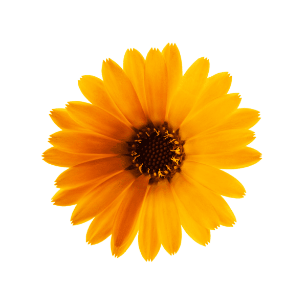 Morgenfrueolie økologisk 20 ml - Image 2